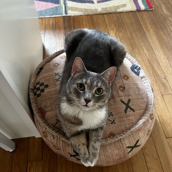 Meet your Posher, Chloe - Picture 1 of 1